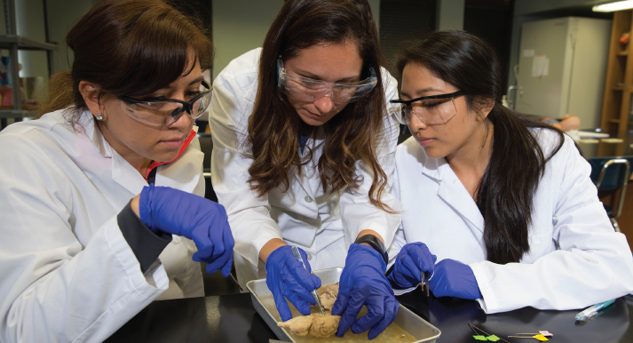 Three Women doing a dissection