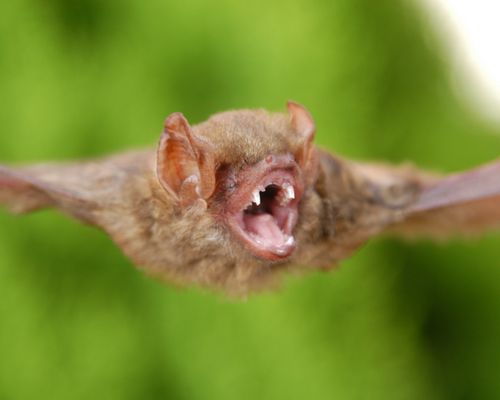 A bat flying with its mouth open in Guatemala.                                    The bat is from the genus Dasypterus.